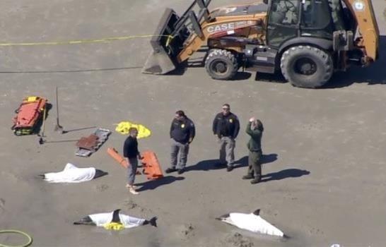 Mueren ocho delfines varados en una playa de Nueva Jersey