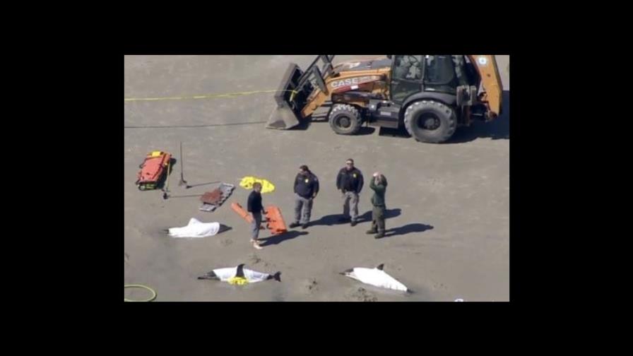 Mueren ocho delfines varados en una playa de Nueva Jersey