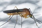 Mosquito no nativo levanta alarmas en Florida por posibles enfermedades Mosquito no nativo levanta alarmas en Florida por posibles enfermedades