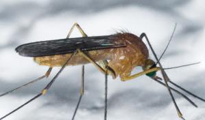 Mosquito no nativo levanta alarmas en Florida por posibles enfermedades