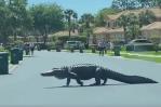 VIDEO| Captan a un cocodrilo gigante en un complejo residencia de La Florida