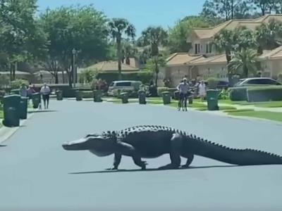 Captan cocodrilo gigante en la Florida