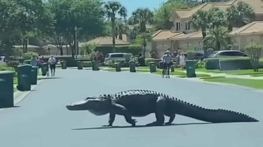 VIDEO| Captan a un cocodrilo gigante en un complejo residencia de La Florida