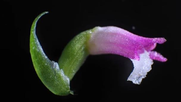 Descubren en Japón nueva especie de orquídea parecida al cristal