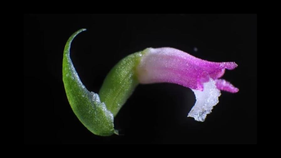 Descubren en Japón nueva especie de orquídea parecida al cristal