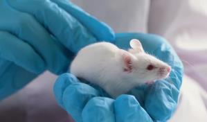 Desarrollan un hígado humanizado en ratones para estudiar enfermedades hepáticas