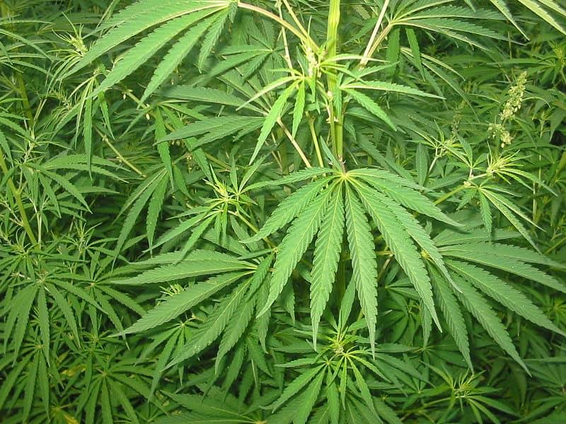Misuri, el nuevo paraíso del cannabis en el Medio Oeste de EEUU