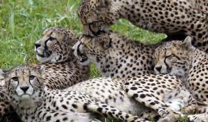 Muere en India uno de los 20 guepardos introducidos para recuperar la especie