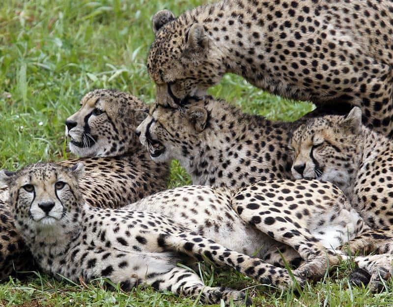 Muere en India uno de los 20 guepardos introducidos para recuperar la especie