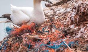 Estudio: Los microplásticos dañan el sistema digestivo de los pájaros marinos