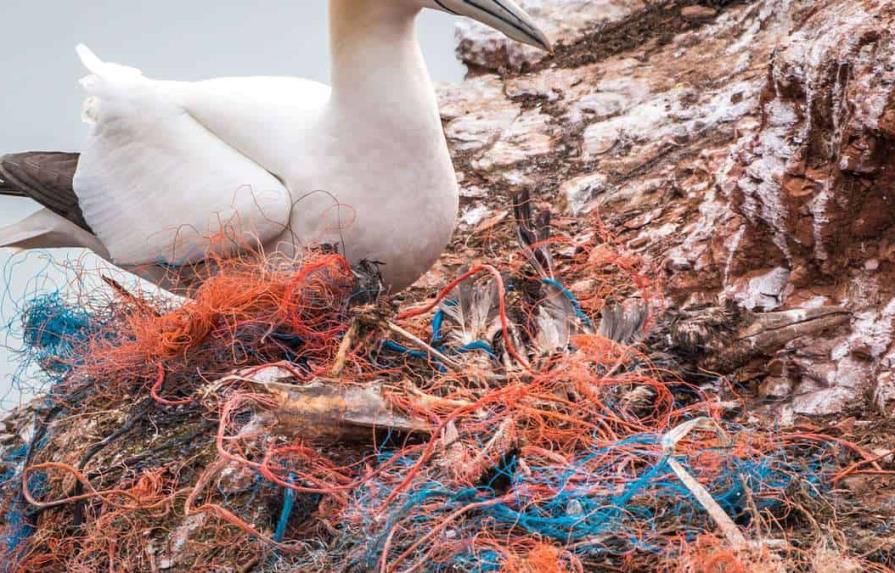 Estudio: Los microplásticos dañan el sistema digestivo de los pájaros marinos