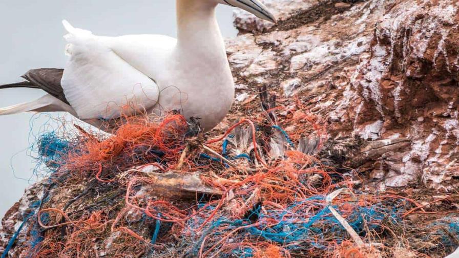 Estudio: Los microplásticos dañan el sistema digestivo de los pájaros marinos