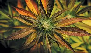 EE.UU. comienza formalmente el proceso para reclasificar la marihuana como una droga menos peligrosa