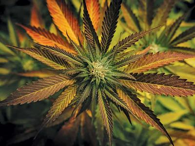 DEA propone reclasificación de la marihuana: impacto en EE. UU.