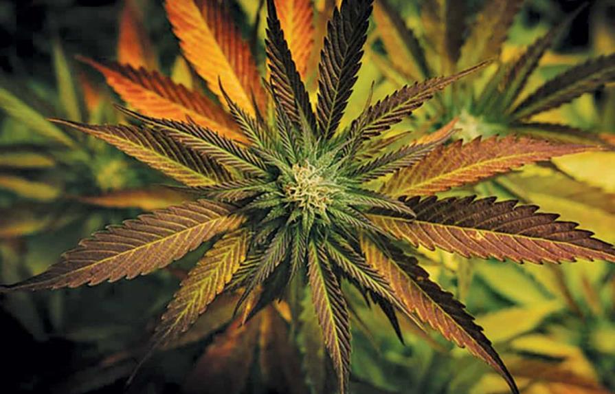 Mercado ilegal de marihuana prospera en California tras legalización