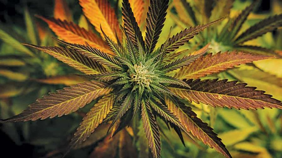 EE.UU. comienza formalmente el proceso para reclasificar la marihuana como una droga menos peligrosa