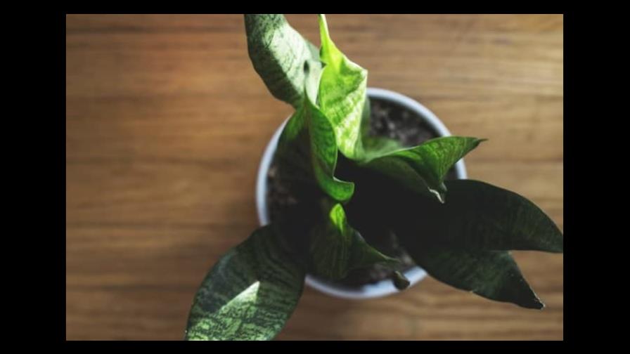 Las plantas también se estresan y así lo manifiestan