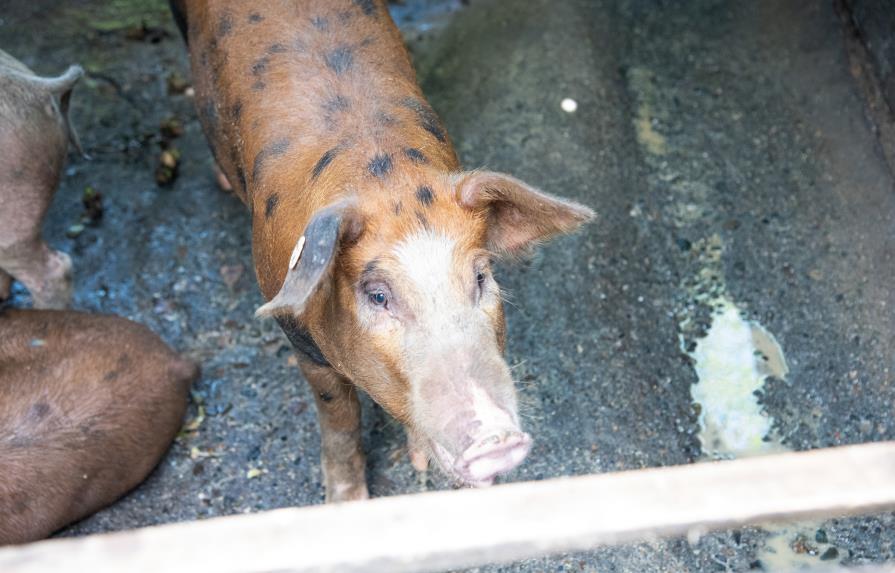 Agricultura ordena muestras cada 21 días en fincas de cerdos para evitar la peste porcina africana