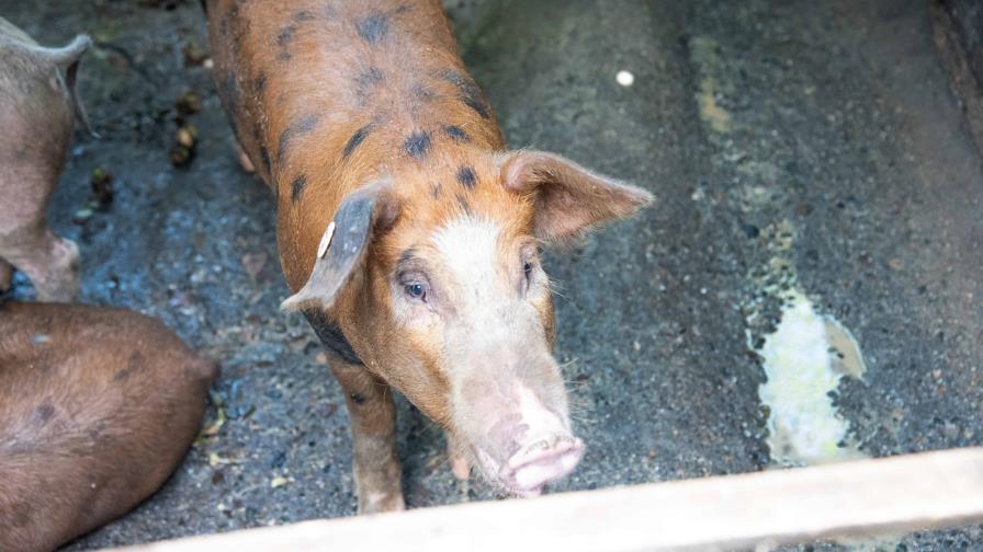 Agricultura ordena muestras cada 21 días en fincas de cerdos para evitar la peste porcina africana