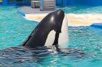 Tras 52 años en un acuario, liberarán a la orca asesina Lolita