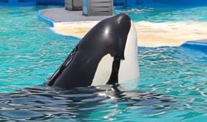 Tras 52 años en un acuario, liberarán a la orca asesina Lolita