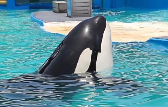 Tras 52 años en un acuario, liberarán a la orca asesina Lolita