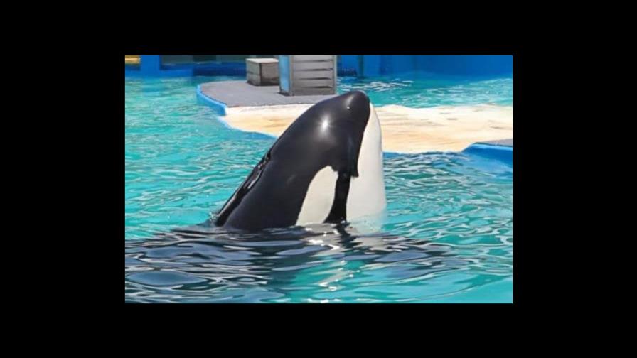 Tras 52 años en un acuario, liberarán a la orca asesina Lolita Tras 52 años en un acuario, liberarán a la orca asesina Lolita