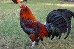 Hombre mata a otro tras discusión por un gallo de pelea en San Pedro de Macorís 