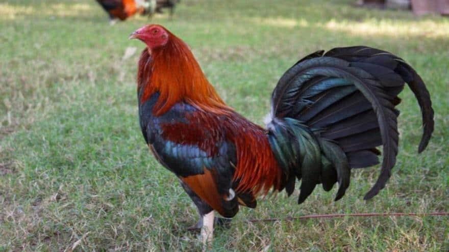 Hombre mata a otro tras discusión por un gallo de pelea en San Pedro de Macorís 