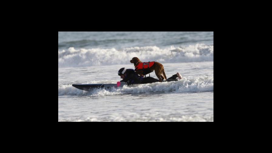 Muere perra surfista que daba terapia a personas necesitadas