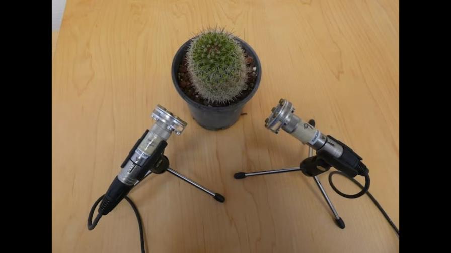 ¿Sabías que las plantas emiten ruidos cuando están angustiadas? 