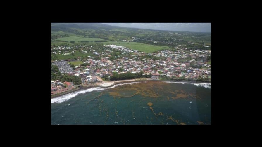 El megacinturón de sargazo en el Atlántico supera las 13 millones de toneladas en peso