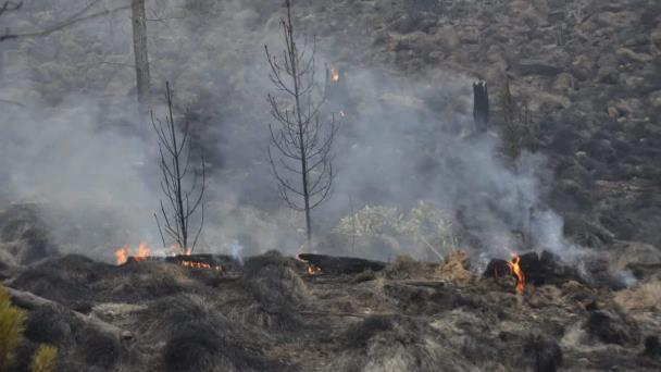 Disminuye a seis el número de incendios forestales activos a nivel nacional