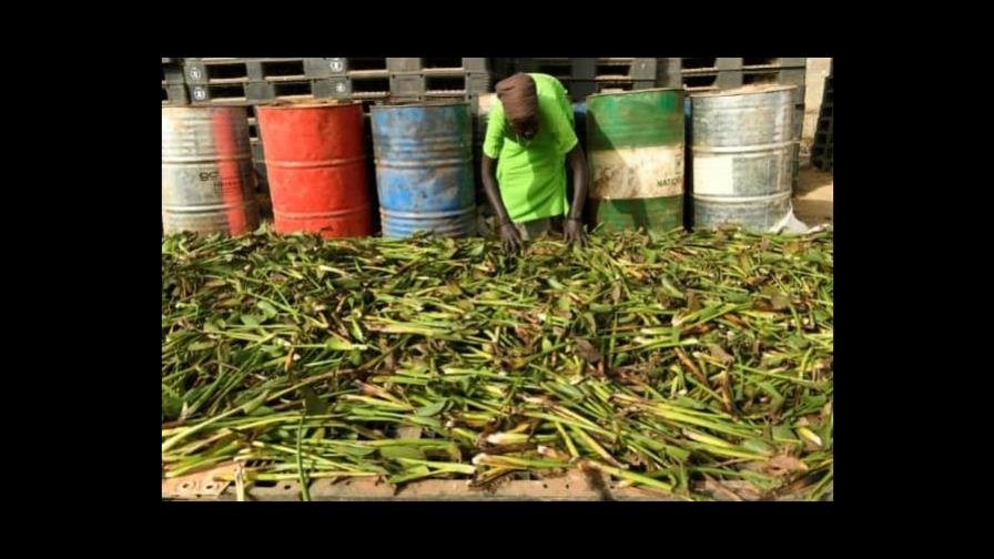En Sudán del Sur afectado por las inundaciones, las mujeres aprovechan el poder de las plantas