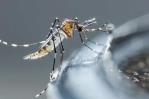 OMS alerta de aumento de mosquitos que transmiten dengue en Europa y Cono Sur