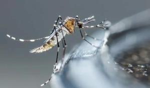 OMS alerta de aumento de mosquitos que transmiten dengue en Europa y Cono Sur