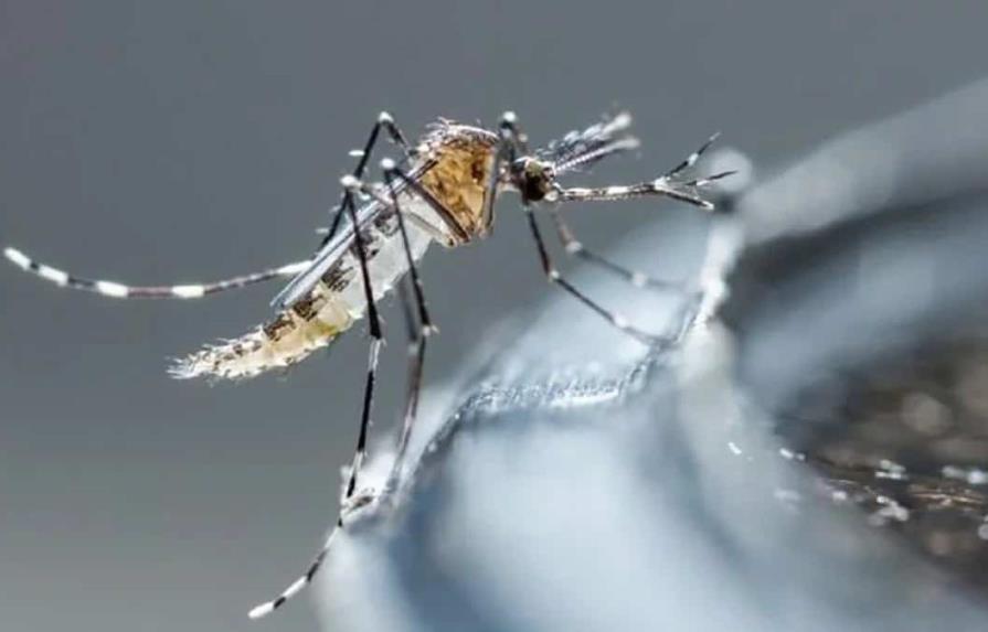 OMS alerta de aumento de mosquitos que transmiten dengue en Europa y Cono Sur