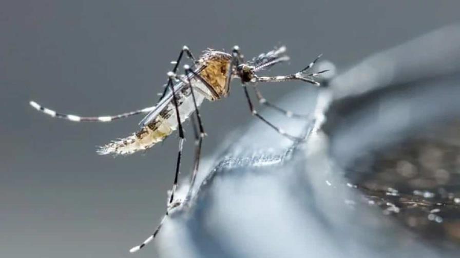 OMS alerta de aumento de mosquitos que transmiten dengue en Europa y Cono Sur