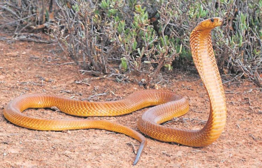 Piloto descubre una cobra debajo de su asiento