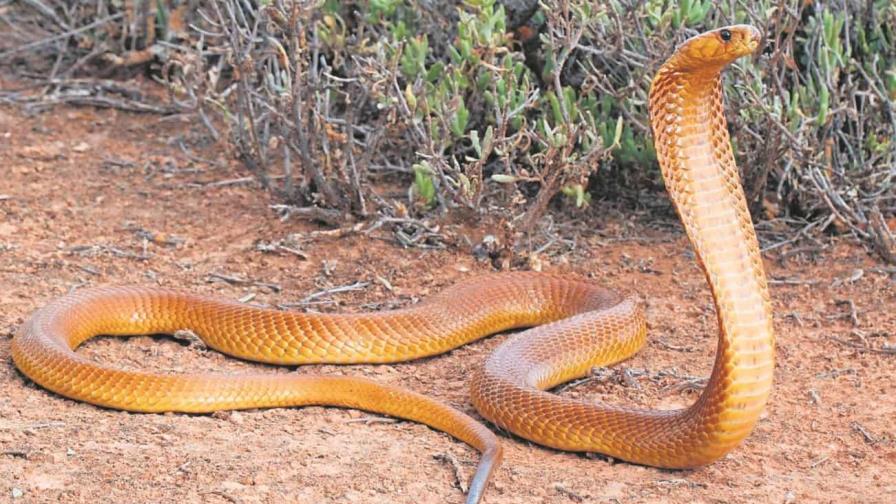 Piloto descubre una cobra debajo de su asiento