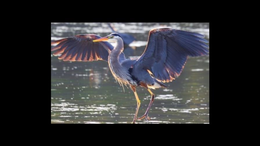 Arrestan a un hombre por cortar las patas y acuchillar a una garza azul en Florida