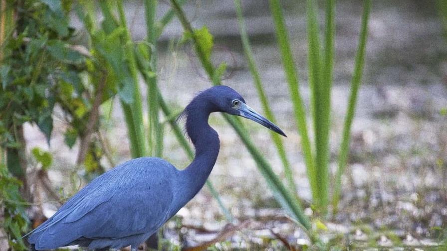 Arrestado por cortar las patas y acuchillar a una garza azul en Florida