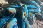 Apresan a tres personas e incautan cargamento de pez loro y langosta pinta en Río San Juan