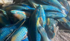 Apresan a tres personas e incautan cargamento de pez loro y langosta pinta en Río San Juan