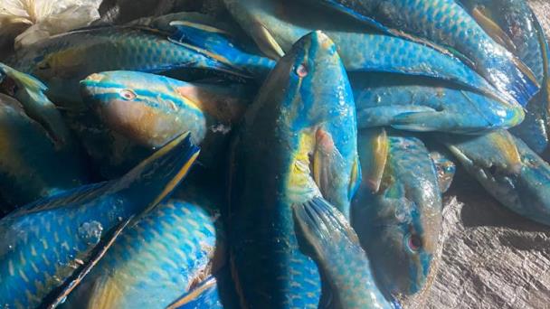 Apresan a tres personas e incautan cargamento de pez loro y langosta pinta en Río San Juan