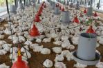 Agricultura distribuye 6 millones de libras de pollo para garantizar su disponibilidad en el mercado