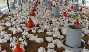 Agricultura distribuye 6 millones de libras de pollo para garantizar su disponibilidad en el mercado