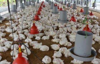 Este es el nuevo Pollo Index con el actual salario mínimo promedio