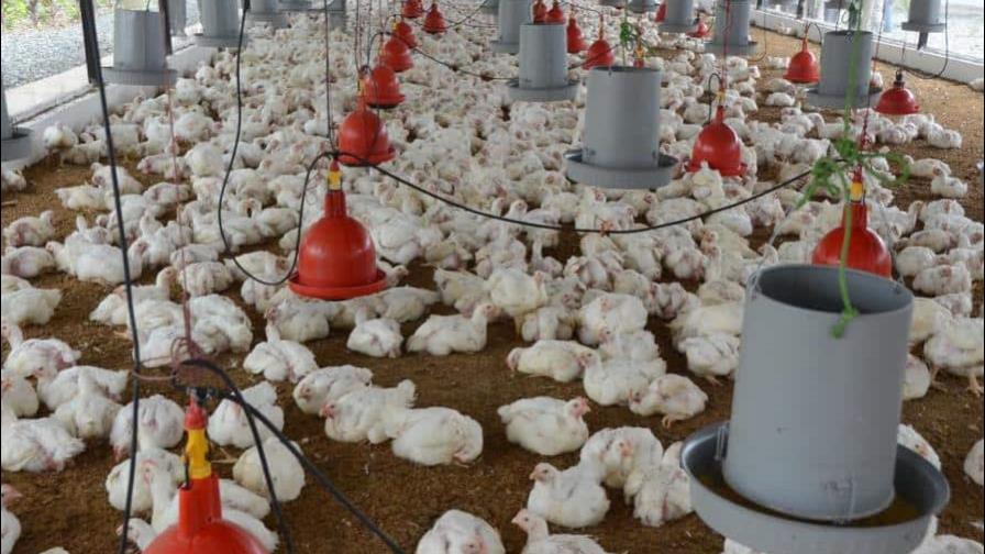 Agricultura distribuye 6 millones de libras de pollo para garantizar su disponibilidad en el mercado