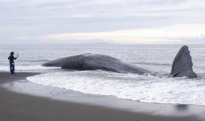 Muere un cachalote de 18 metros en una playa de la isla indonesia de Bali